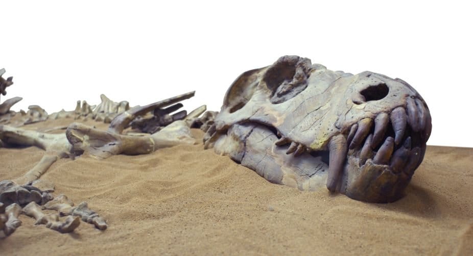 Российские палеонтологи открыли новый вид динозавров
