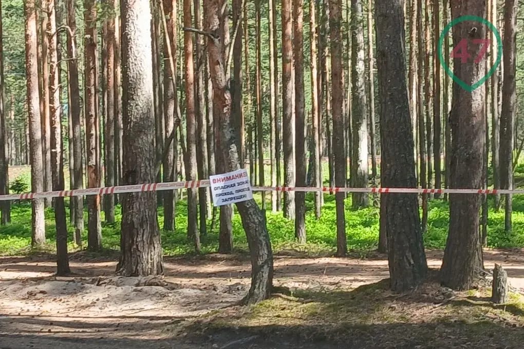 После атаки беспилотников в Ленобласти саперы разминируют дорогу между Большой Ижорой и Лебяжьим. Поезда до Соснового Бора не ходят