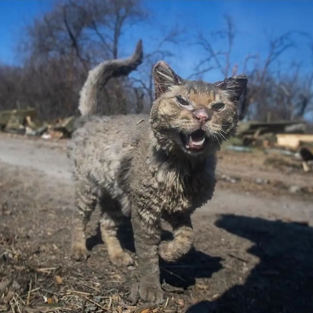 Кошка, пострадавшая от обстрелов